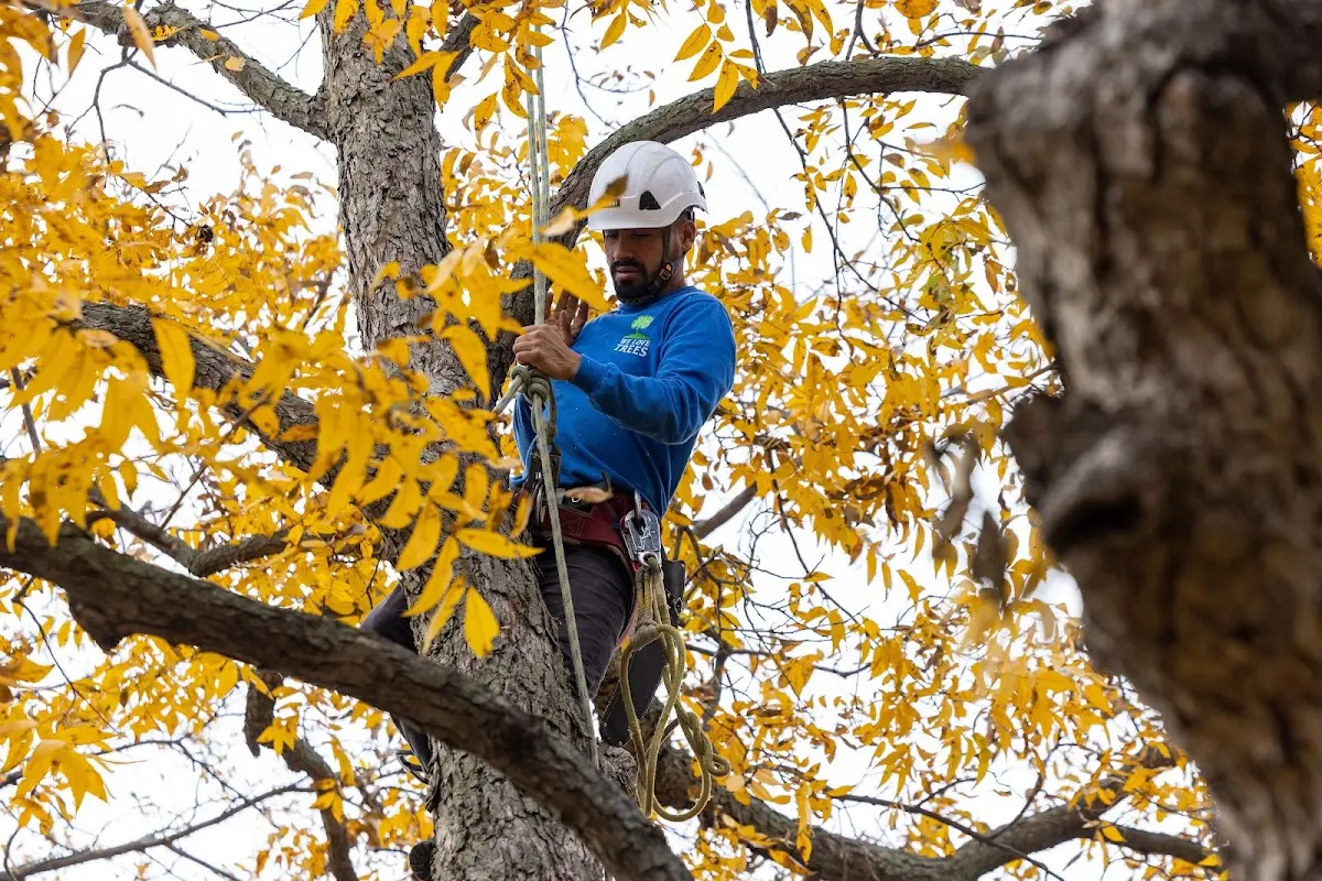Skilled Tree Planing crew working in Lincoln